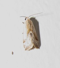 Micrathetis