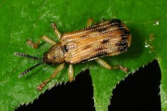 Sumitrosis inaequalis