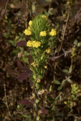 Castilleja lacera