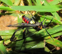 Argyroeides sanguinea