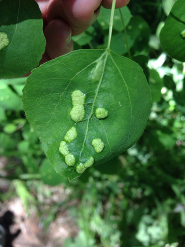 iNaturalist observation photo of Insects