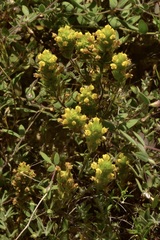 Castilleja lacera