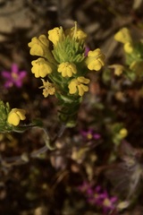 Castilleja lacera