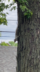 Sciurus carolinensis