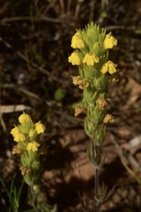 Castilleja lacera