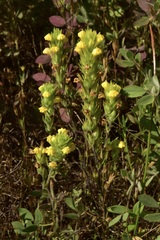 Castilleja lacera