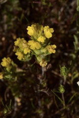 Castilleja lacera