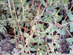 Euphorbia