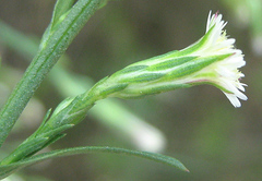 Asteraceae