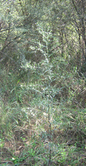 Asteraceae