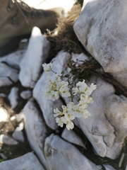 Arabis vochinensis
