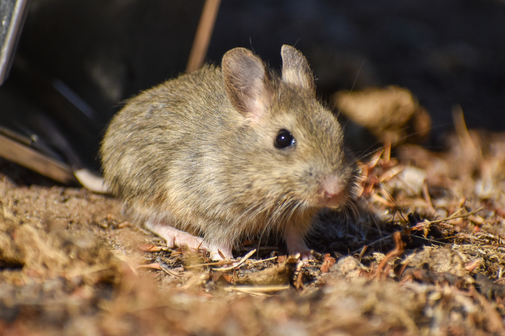Short-tailed Chinchilla