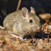 Chinchilla Mice - Photo (c) Ezequiel Racker, some rights reserved (CC BY), uploaded by Ezequiel Racker
