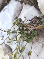 Arabis vochinensis
