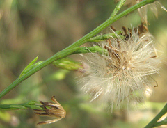Asteraceae