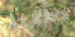 Asteraceae