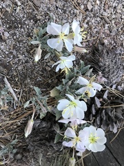 Oenothera cespitosa