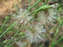 Asteraceae