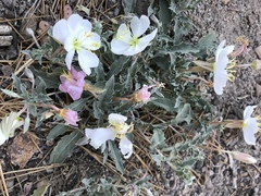 Oenothera cespitosa