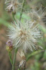 Asteraceae
