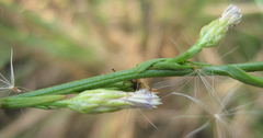 Asteraceae