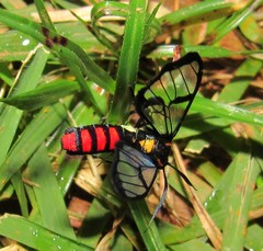 Argyroeides sanguinea