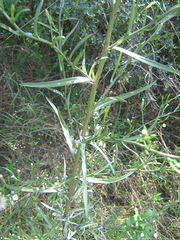 Asteraceae