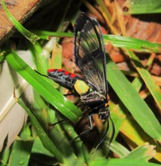 Argyroeides sanguinea
