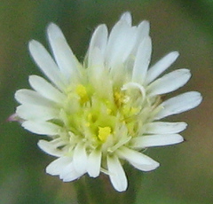 Asteraceae