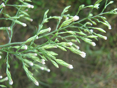 Asteraceae