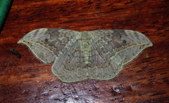 Drepana pallida