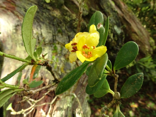 Rhododendron kawakamii, photograph 4