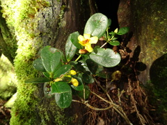 Rhododendron kawakamii