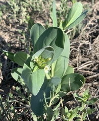 Conringia orientalis