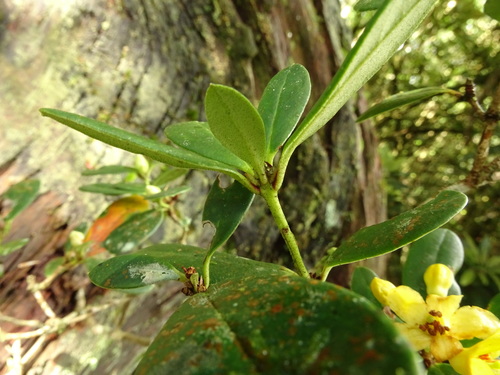 Rhododendron kawakamii, photograph 5