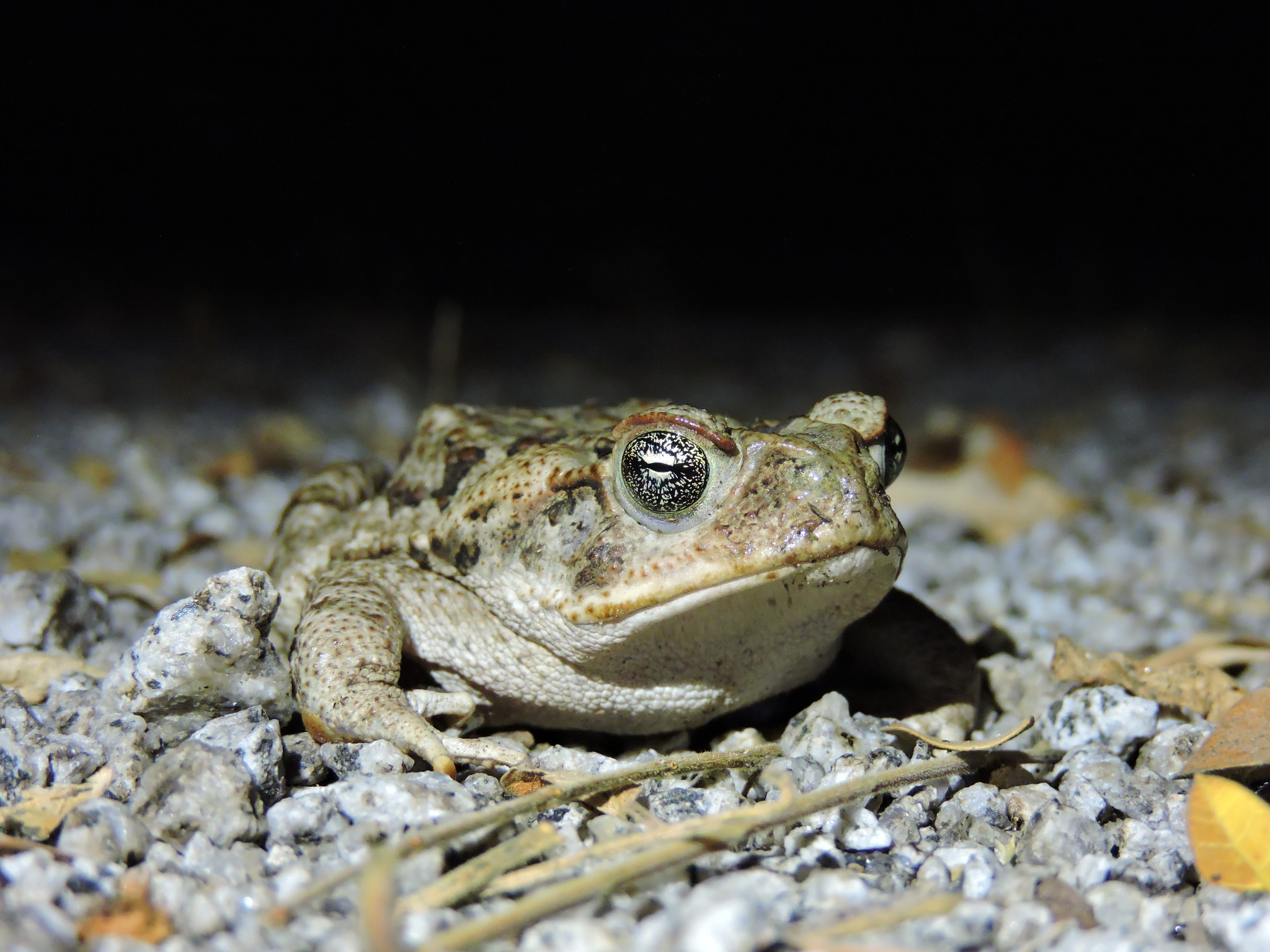 Bufonidae image