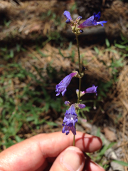 Penstemon gracilentus