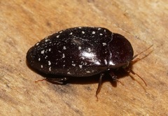 Chelonarium lecontei