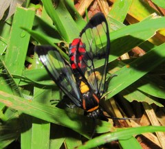 Argyroeides sanguinea