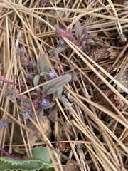 Phacelia austromontana