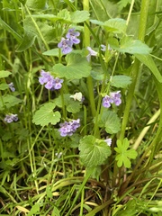 Glechoma hederacea