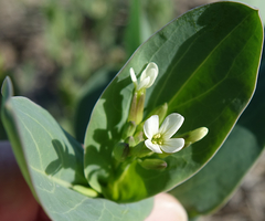 Conringia orientalis