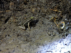 Epipedobates anthonyi