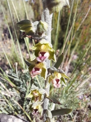 Epipactis kleinii