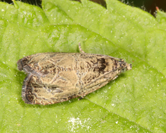 Olethreutes furfuranum