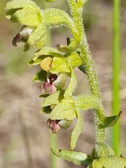 Epipactis kleinii