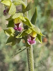 Epipactis kleinii