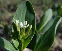 Conringia orientalis