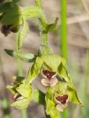 Epipactis kleinii