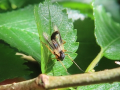 Demeijerea rufipes